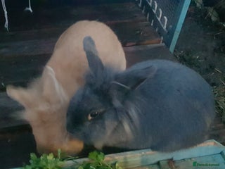 Lionhead rabbits for sale - Advert 1