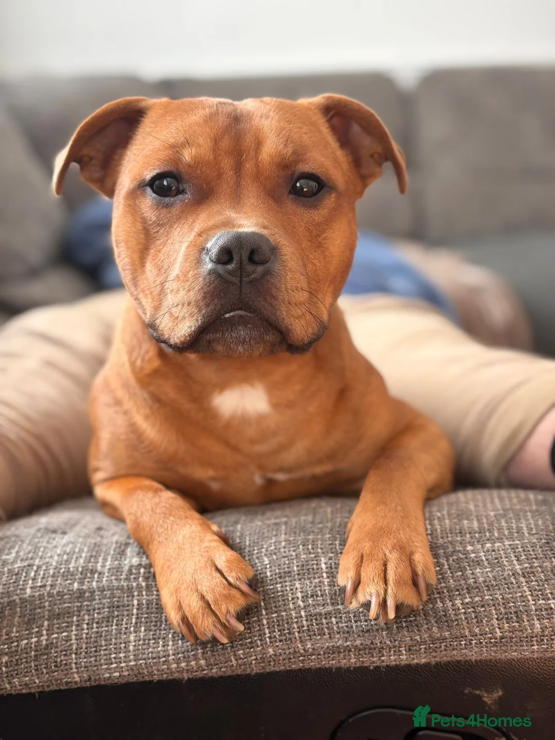 Staffordshire Bull Terrier dogs for sale: Red staffordshire bull terrier pups - Advert 14