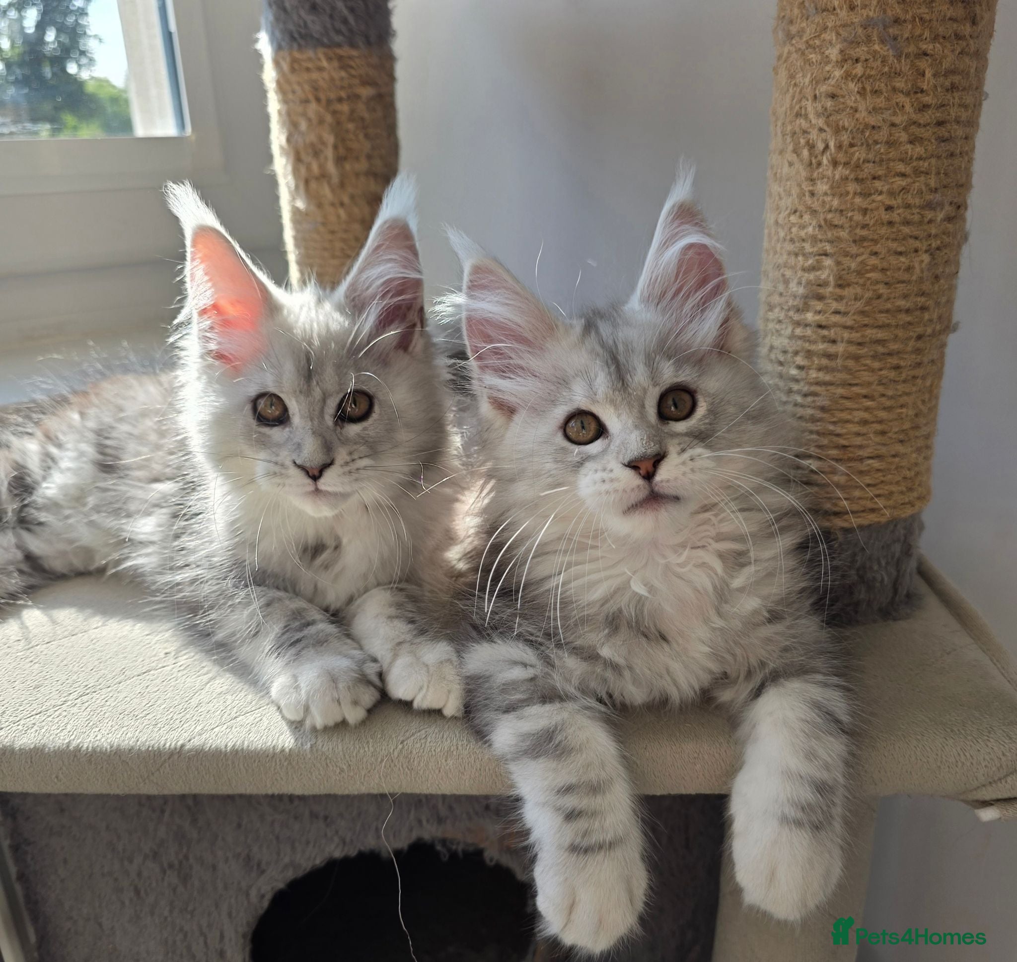 Maine Coon cats 🐾 Maine Coon Kittens Looking for Loving Homes 🐾 - Advert 1