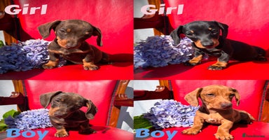 Miniature Dachshund dogs - Advert 2
