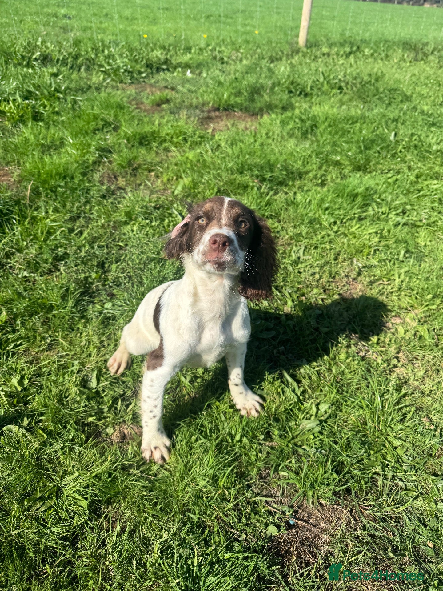 English Springer Spaniel dogs Kc reg ESS bitch - Advert 1