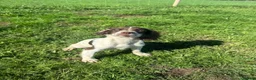 English Springer Spaniel dogs for sale: Kc reg ESS bitch in Tavistock - Advert 1