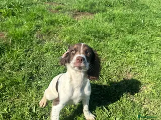 English Springer Spaniel dogs Kc reg ESS bitch - Advert 1