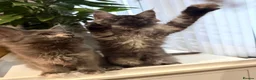 Maine Coon cats for sale: Pedigree Maine Coon kitten, super cute & playful - Advert 6
