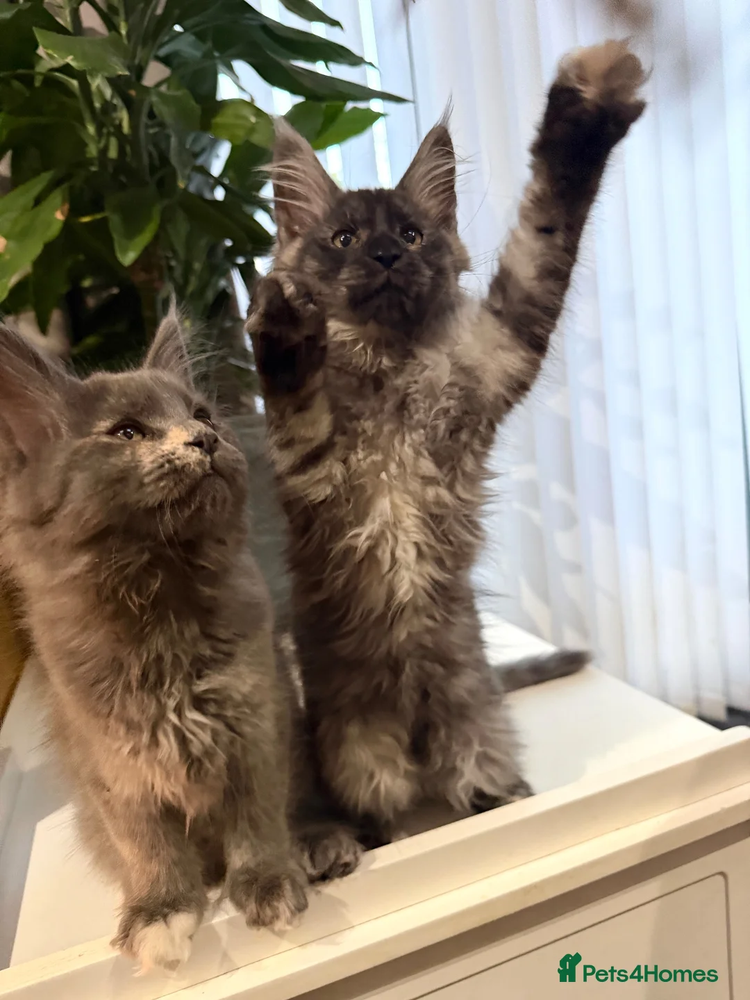 Maine Coon cats for sale: Pedigree Maine Coon kitten, super cute & playful - Advert 6