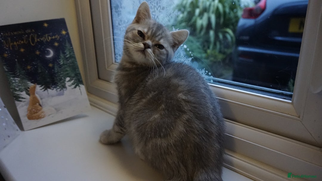 British Shorthair cats for sale: British Blue tabbies boys and girls - Advert 6