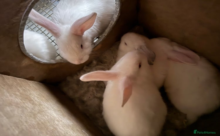 New Zealand rabbits - Advert 1