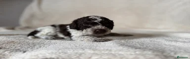Lagotto Romagnolo 5