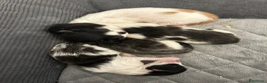 Mixed Breed 3
