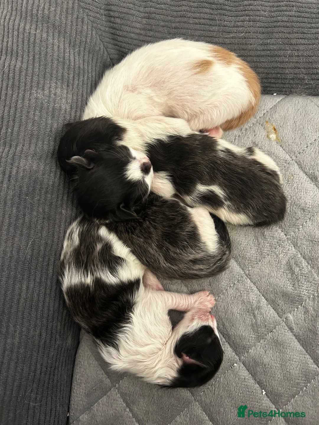 Mixed Breed cats for sale: Calico/bengal kittens - Advert 5
