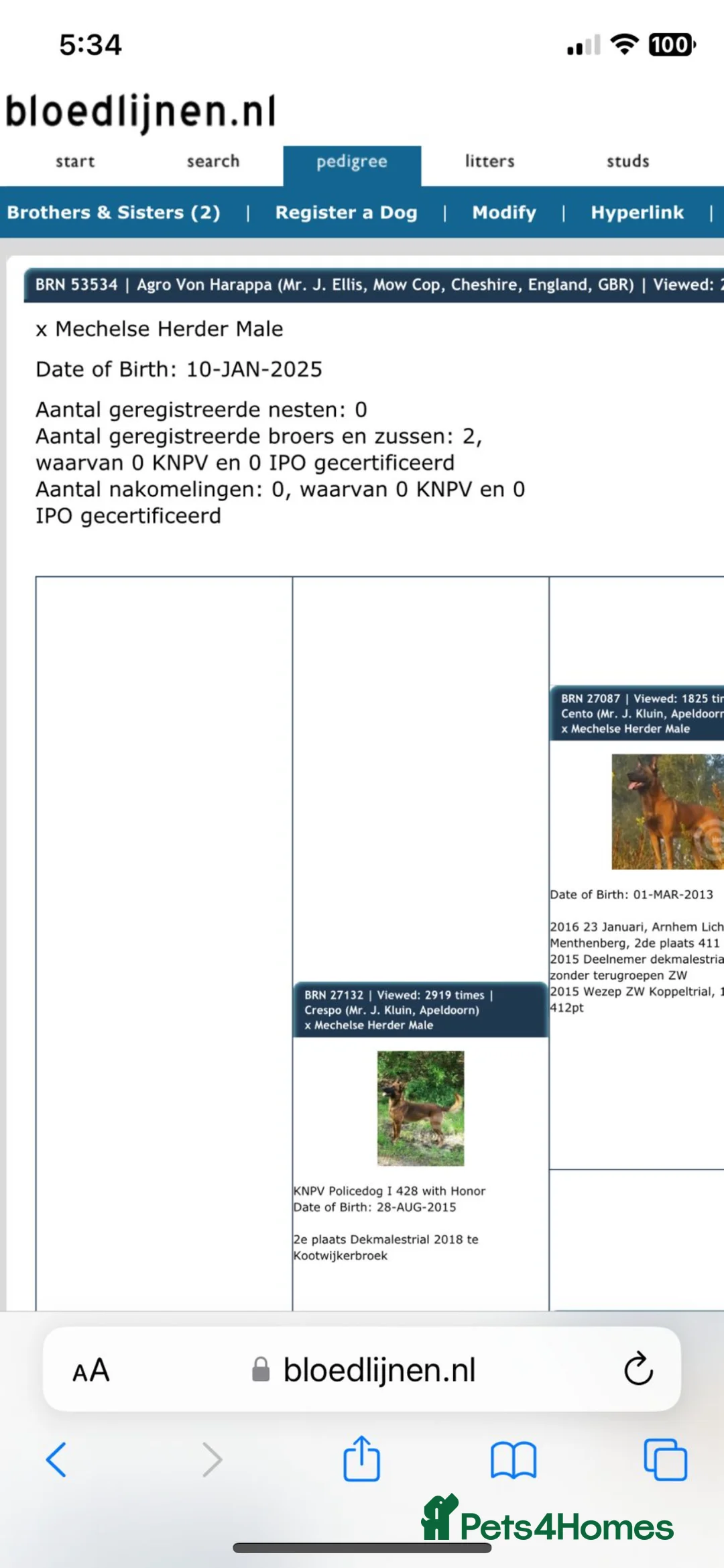 Belgian Shepherd Dog dogs for sale: Dutch Herder Agro Vom Harper - Advert 3