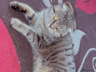 Mixed Breed cats Kittens for sale (3 available) in Cambridge - Advert 1