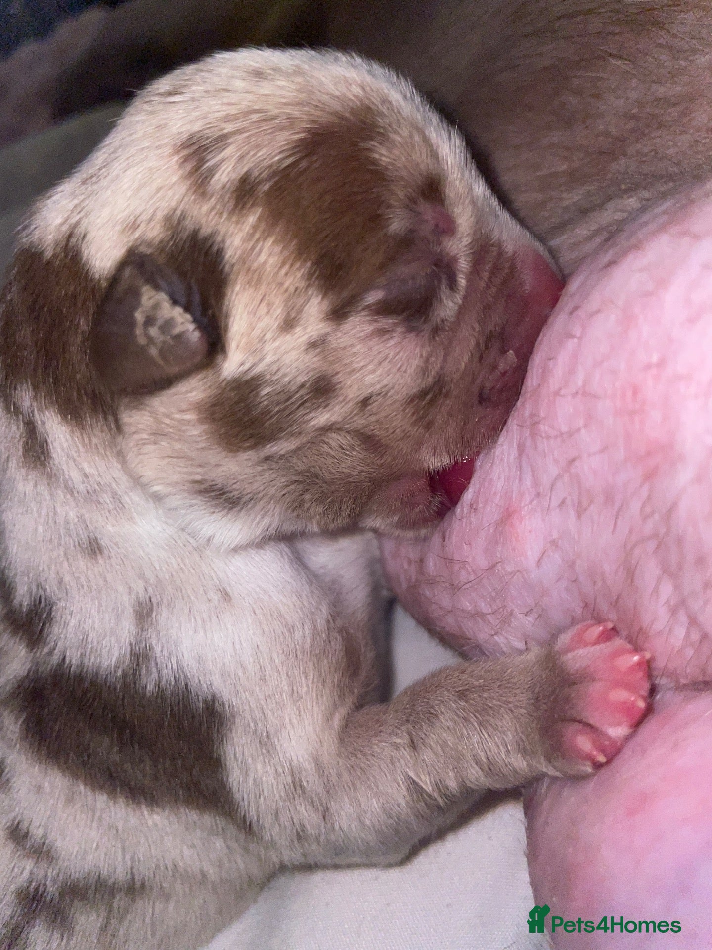 American Bully dogs 4 ABKC unreal pocket/micro bully’s - Advert 7