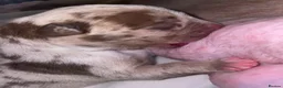 American Bully dogs for sale: 4 ABKC unreal bully’s - Advert 2