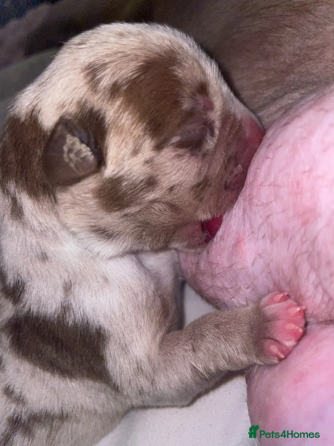 American Bully dogs for sale: 4 ABKC unreal bully’s - Advert 2