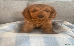 Cockapoo dogs for sale: Stunning F1b Toy Cockapoo puppy 🐶 now 1 Boy left  - Image 5
