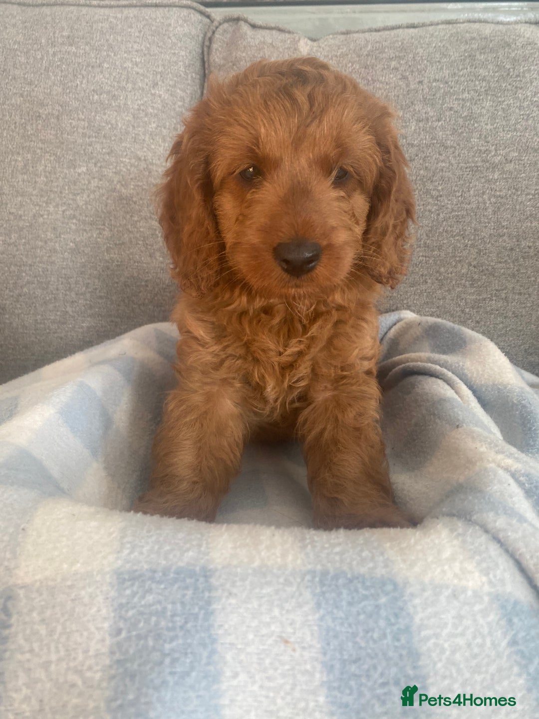 Cockapoo dogs for sale: Stunning F1b Toy Cockapoo puppy 🐶 now 1 Boy left  - Image 5
