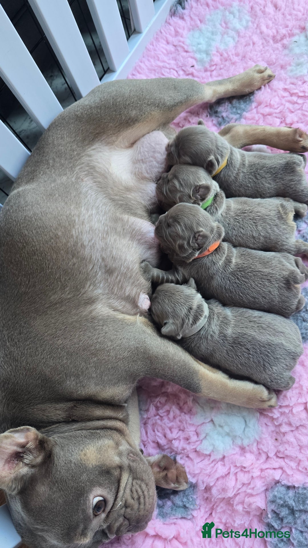 French Bulldog dogs for sale: Quality fluffy kc registered French bulldogs  - Advert 14