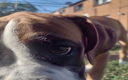 Boxer dogs for sale: Boxer broders  - Image 6