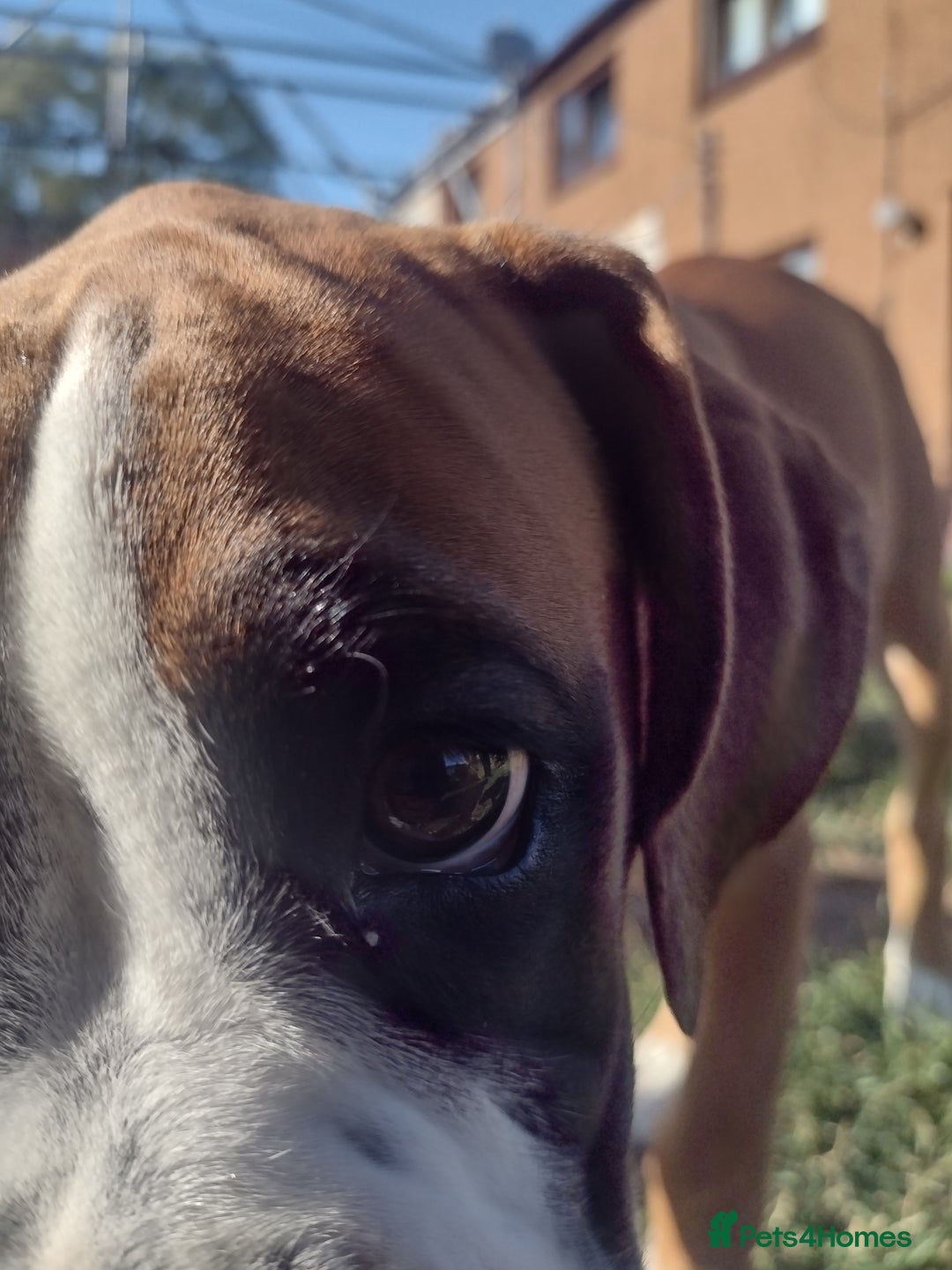 Boxer dogs for sale: Boxer broders  - Image 6