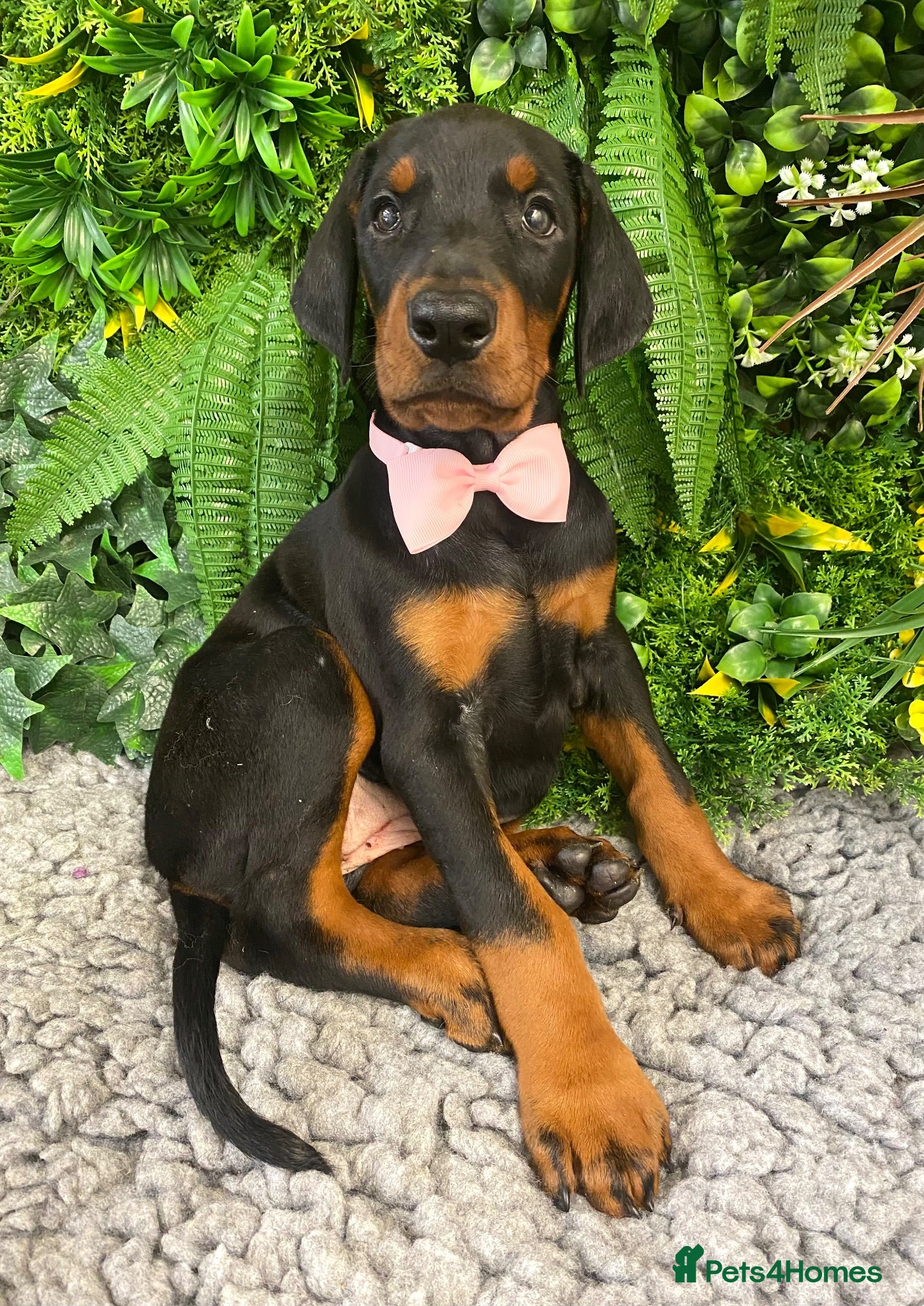 Dobermann dogs KC REG HEALTH TESTED EUROPEAN DOBERMAN PUPPIES - Advert 1