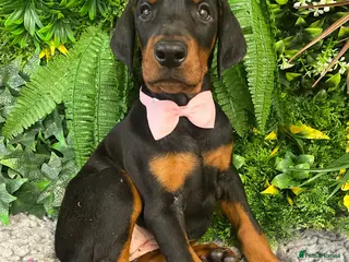 Dobermann dogs KC REG HEALTH TESTED EUROPEAN DOBERMAN PUPPIES - Advert 1