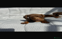 Miniature Dachshund dogs for sale: Mini dachshund puppies for sale !!!  - Image 3