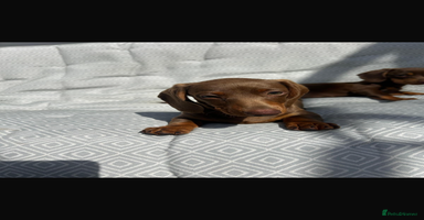 Miniature Dachshund dogs - Advert 4