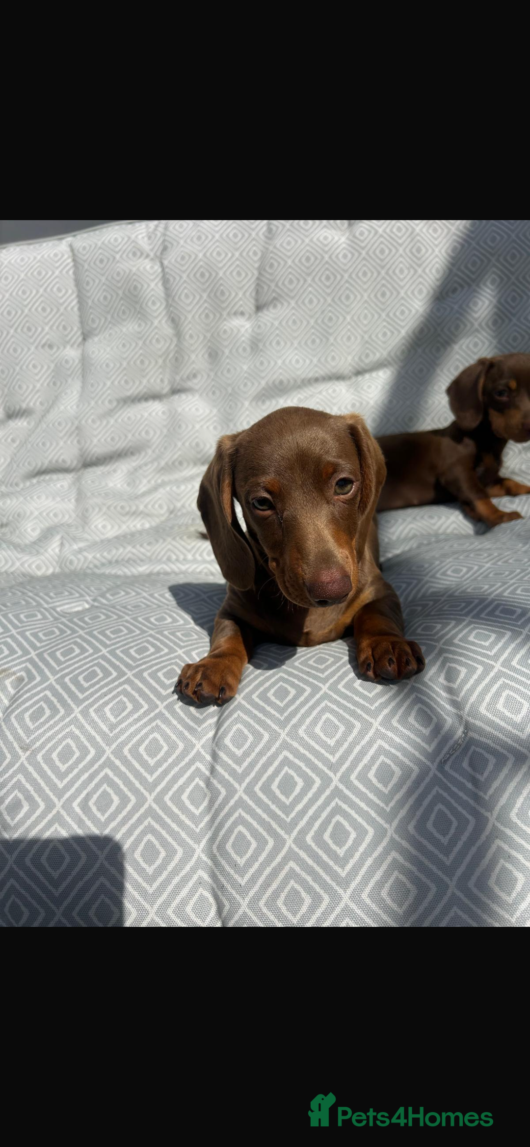 Miniature Dachshund dogs for sale: Mini dachshund puppies for sale !!!  - Image 3