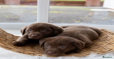 Labrador Retriever dogs - Advert 5