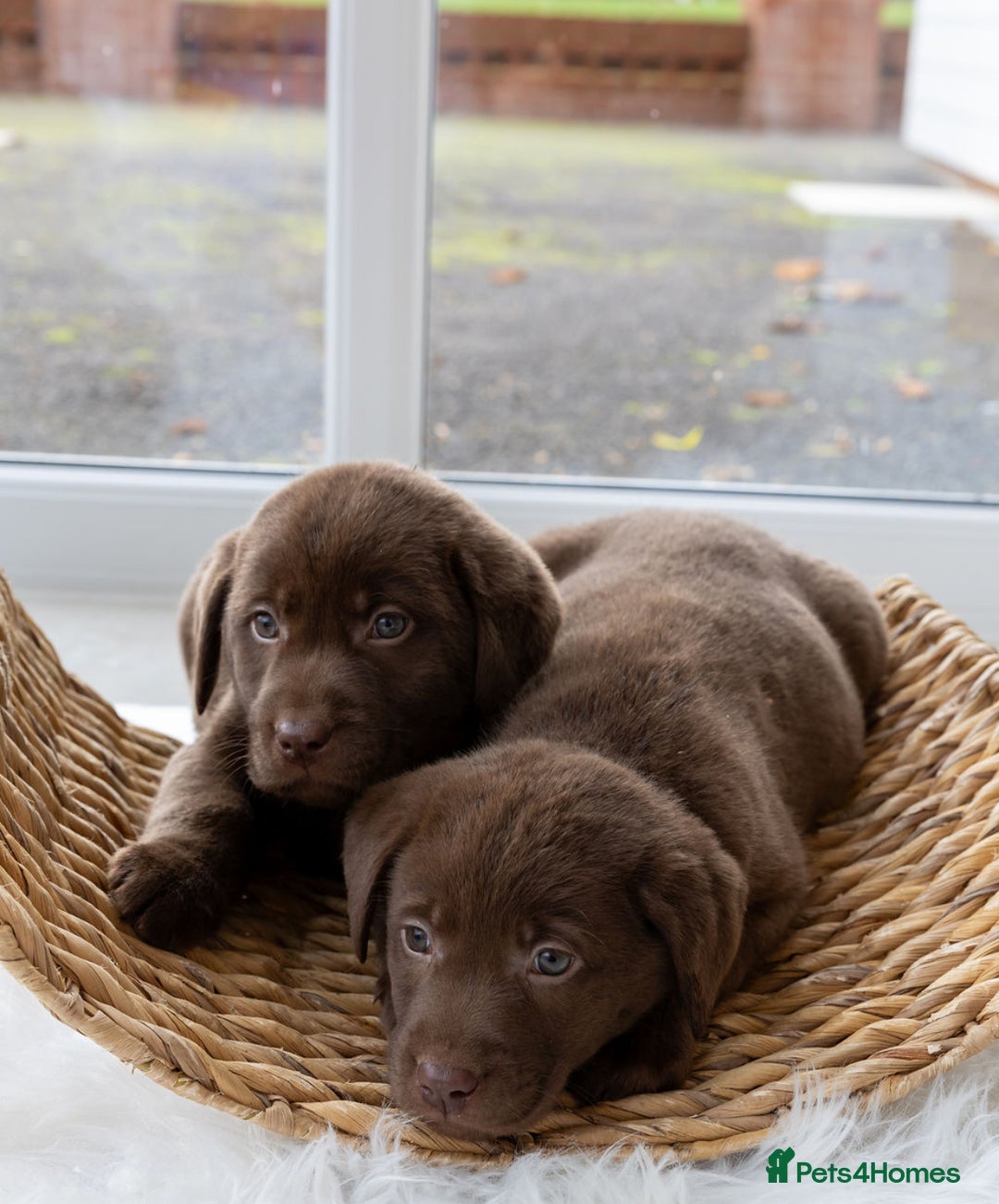 Labrador Retriever dogs for sale: Chocolate Labrador puppies  - Advert 2