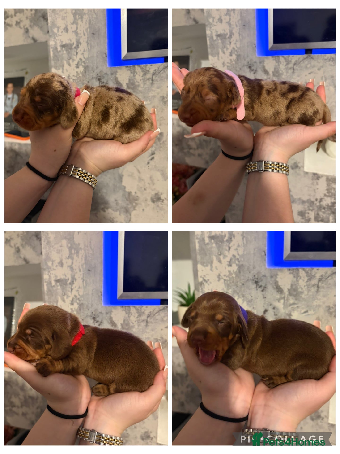 Dachshund dogs Beautiful dachshunds!  - Advert 14