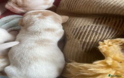 Beagle dogs for sale: Beautiful beagle boys kc reg ready 19 sept  - Image 23