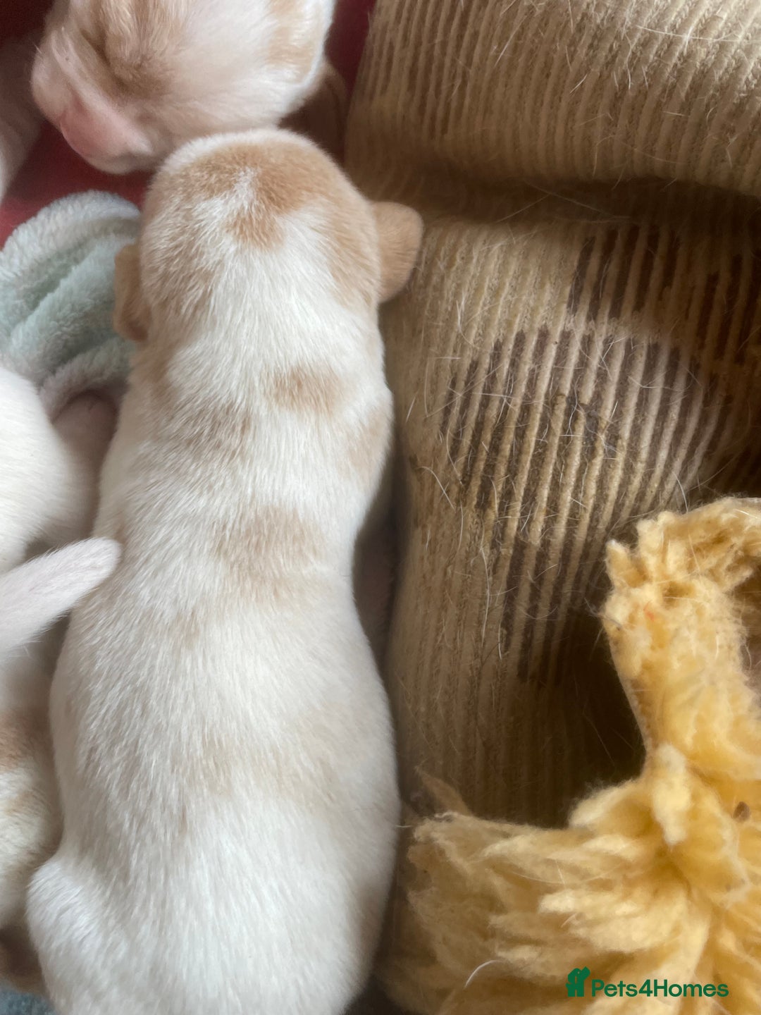Beagle dogs for sale: Beautiful beagle boys kc reg ready 19 sept  - Image 23