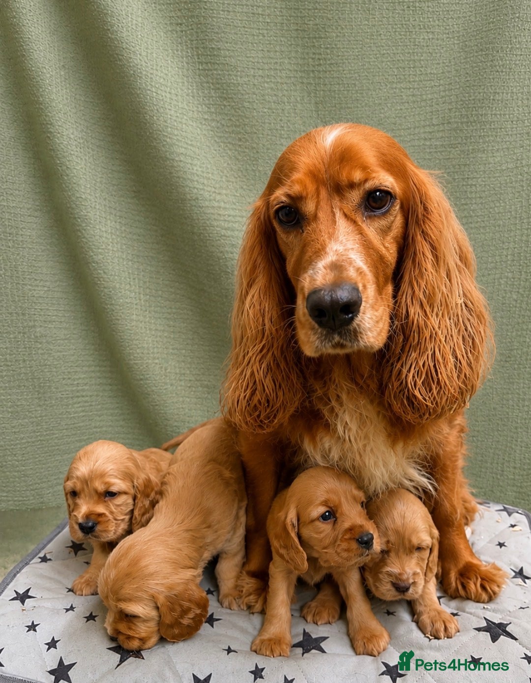Cocker Spaniel dogs Show Type Cocker Spaniel Puppies/ DNA TESTED M&D - Advert 2