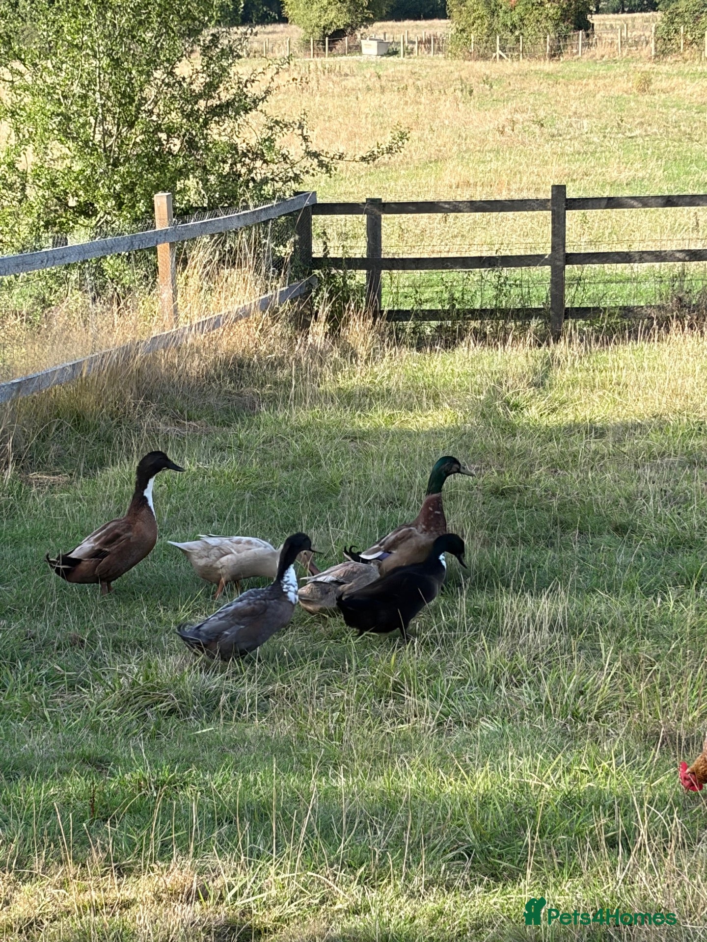 Ducks poultry 3 male ducks - Advert 14