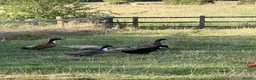 Ducks poultry for sale: 3 male ducks in Moreton-in-Marsh - Advert 1