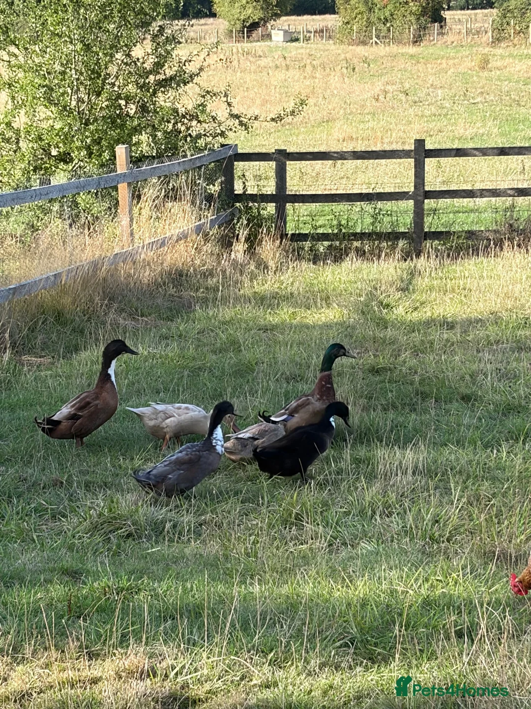 Ducks poultry for sale: 3 male ducks in Moreton-in-Marsh - Advert 1