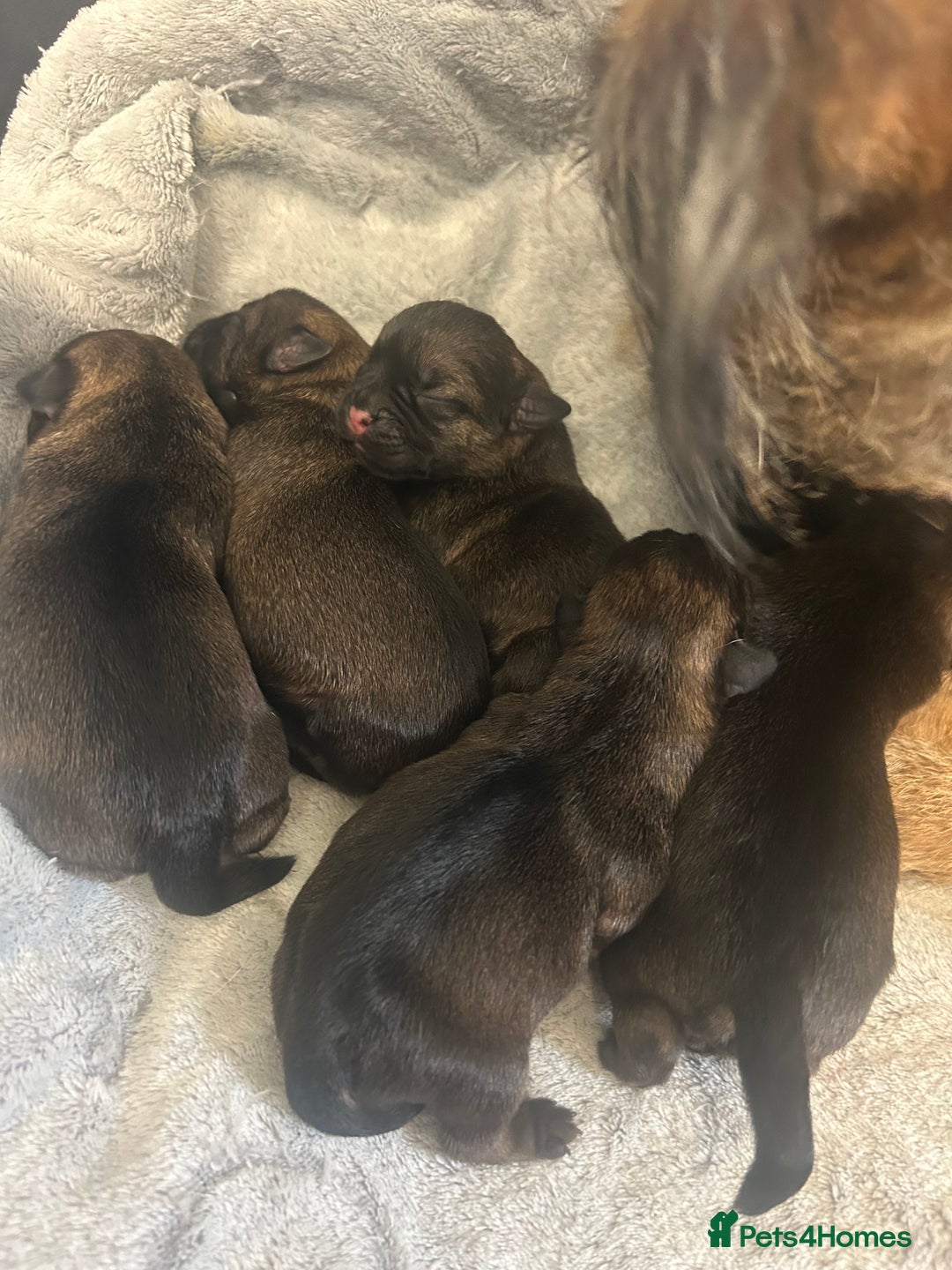 Border Terrier dogs for sale: Border terrier puppys - Image 11