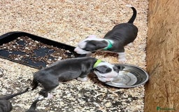 Staffordshire Bull Terrier dogs for sale:  ❤️ Beautiful Staffordshire puppies 🐶 - Advert 8