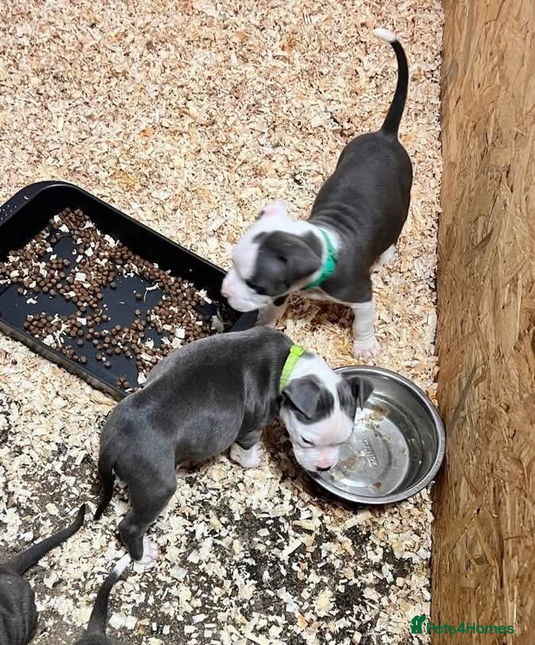 Staffordshire Bull Terrier dogs for sale:  ❤️ Beautiful Staffordshire puppies 🐶 - Advert 8