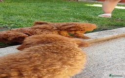 Toy Poodle dogs for sale: Toy poodle EU passports  - Image 6