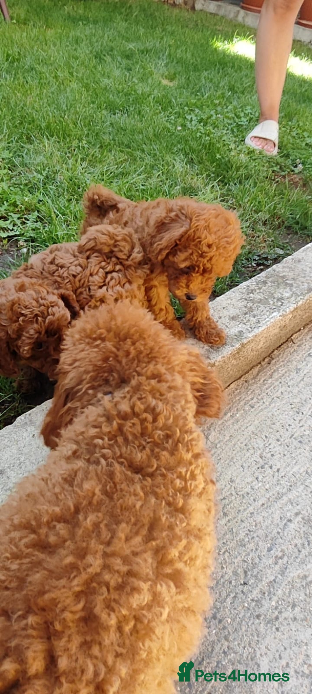 Toy Poodle dogs for sale: Toy poodle EU passports  - Image 6