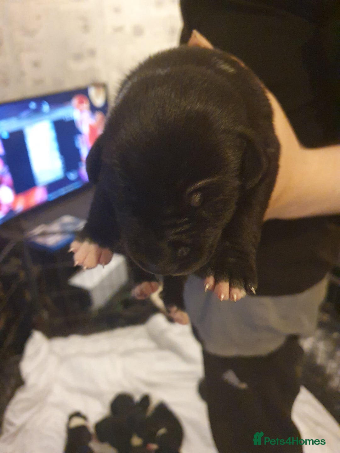 Mixed Breed dogs for sale: Border collie and springerdor puppies - Image 3