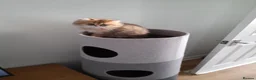 Persian cats for sale: Golden Persain boy and Chinchilla girl for sale - Advert 7