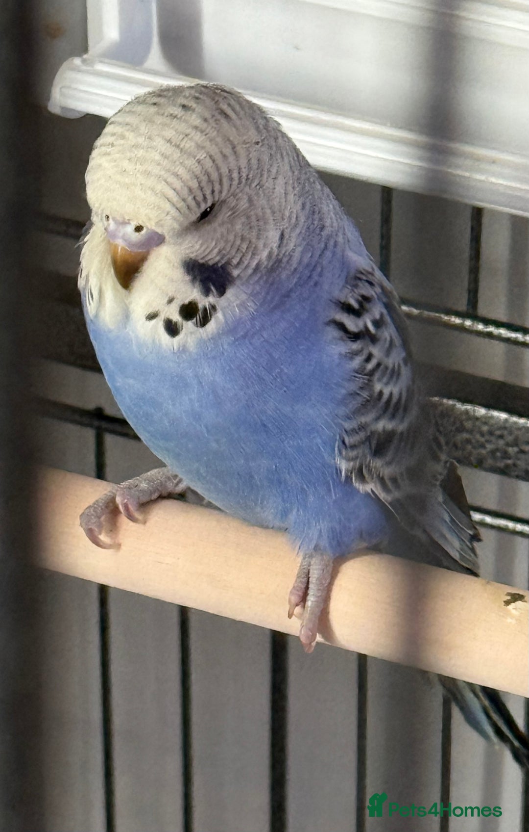 Budgerigars birds for sale: Hand Tamed Baby Budgies - Advert 1
