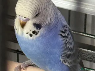 Budgerigars birds Budgies - Advert 18