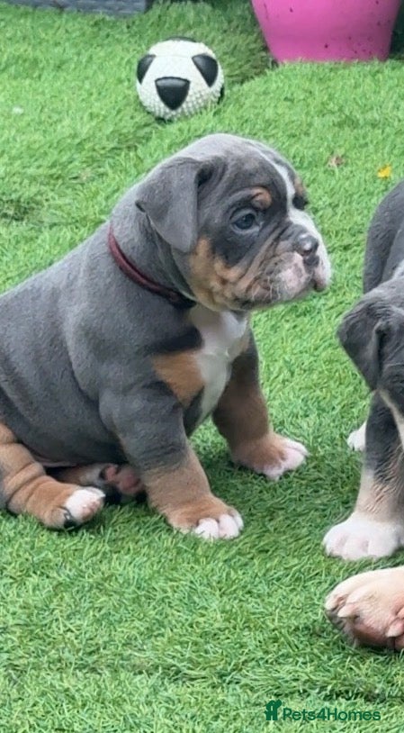 Olde English Bulldogge dogs 🔥🔥Champion bloodline Olde English Buldogs🔥🔥 - Advert 2