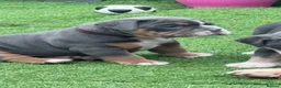 Olde English Bulldogge dogs for sale: 🔥£1500🔥Champion bloodline Olde English Buldogs - Advert 26