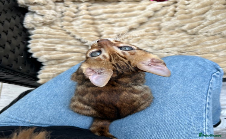 Bengal cats - Advert 6